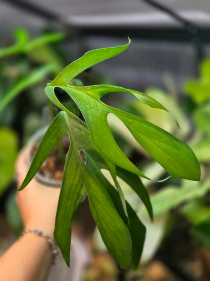 Monstera Croatii