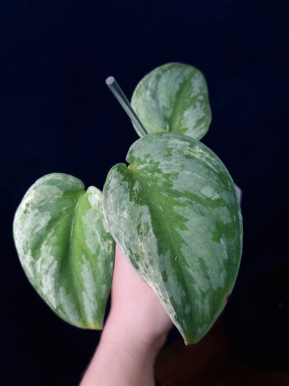 Scindapsus Silver Knight Variegata 'Kunzo'