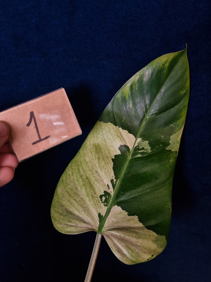 Philodendron Whipple Way Marble/Mint Leaf Cuttings