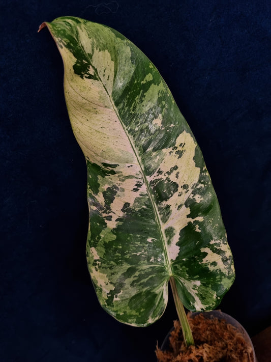 Philodendron Whipple Way Marble/Mint