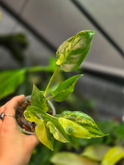 Philodendron Burle Marx Variegata