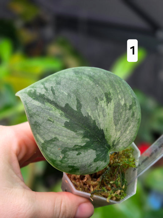 Scindapsus Silver Knight 'Kunzo'