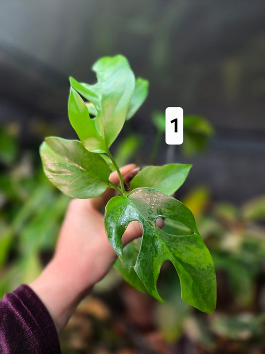 Rhaphidophora Tetrasperma Aurea