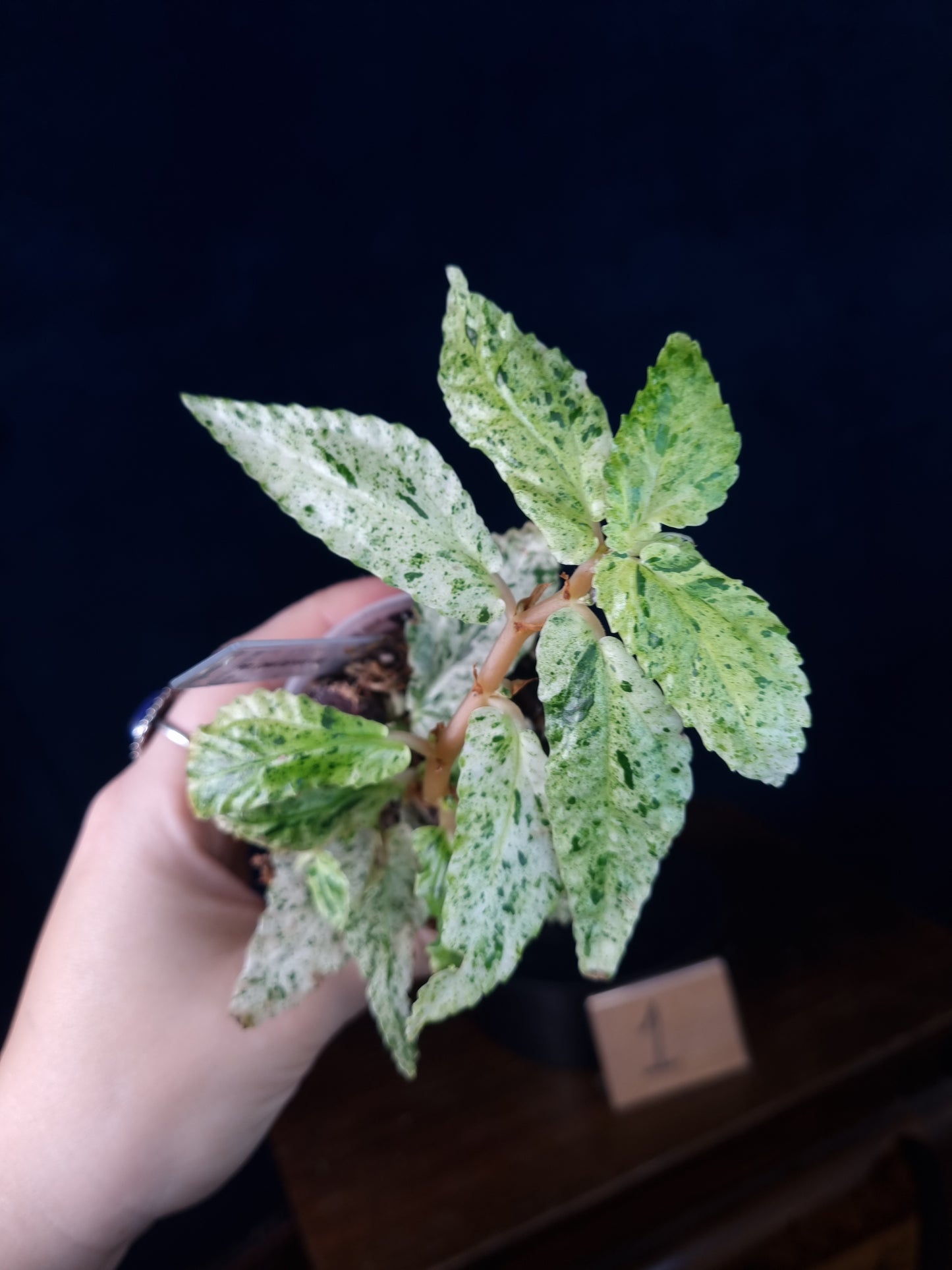 Pellonia Repens Variegata