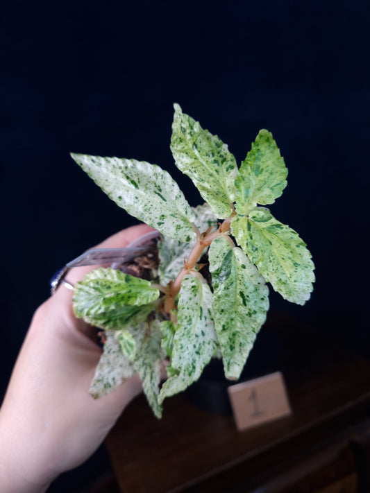 Pellonia Repens Variegata