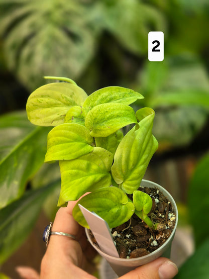 Rhaphidophora Korthalsii Marble Aurea