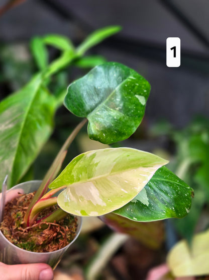Philodendron White Princes Tricolor Lime/ Fresh Aurea