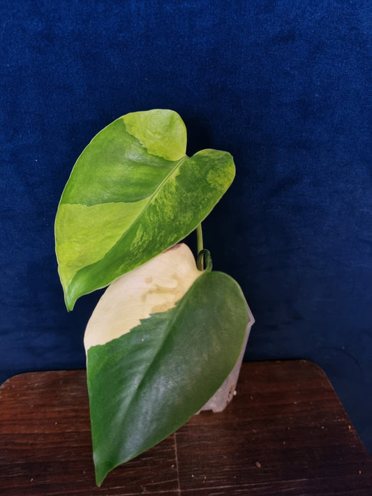 Monstera Yellow Marilyn