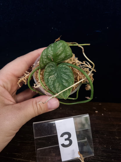 Monstera Dubia Small