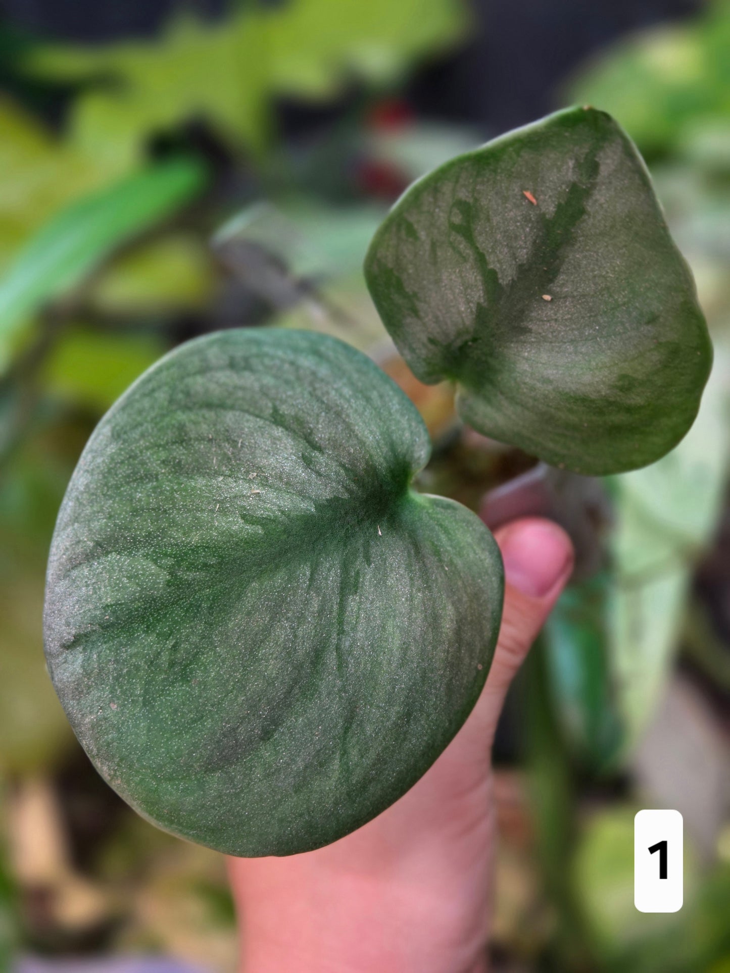 Scindapsus Silver Knight (Variegata) 'Kunzo'