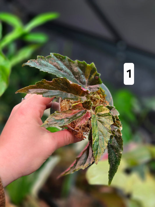 BegonIa Ginny Galaxy