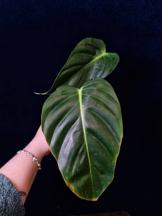 Philodendron Esmeraldense