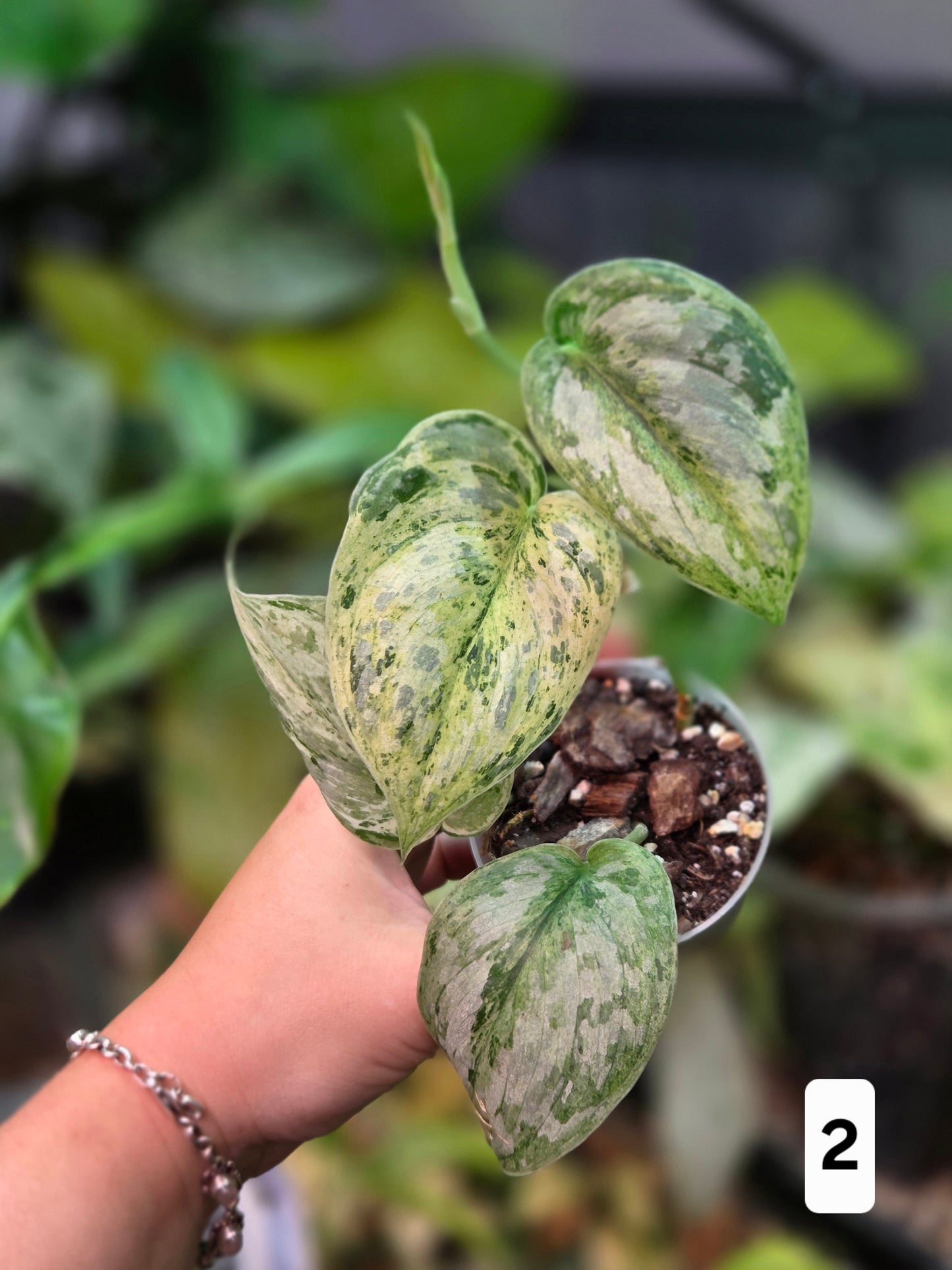 Scindapsus Peasun - Medium
