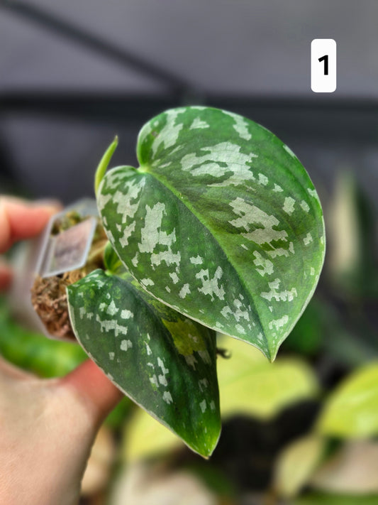 Scindapsus Sentarum Variegata