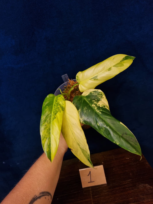 Philodendron Domesticum Variegata