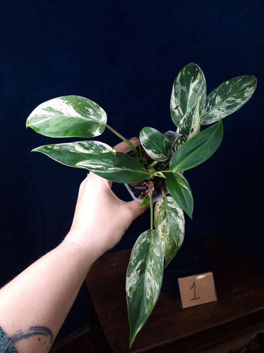 Philodendron Emerald Ice Medium