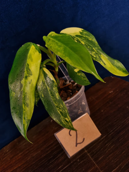 Philodendron Domesticum Variegata