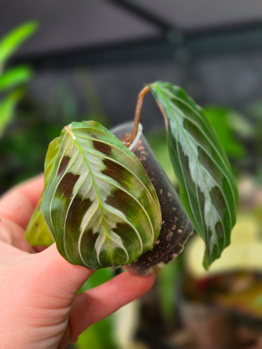 Maranta Massangeana Black