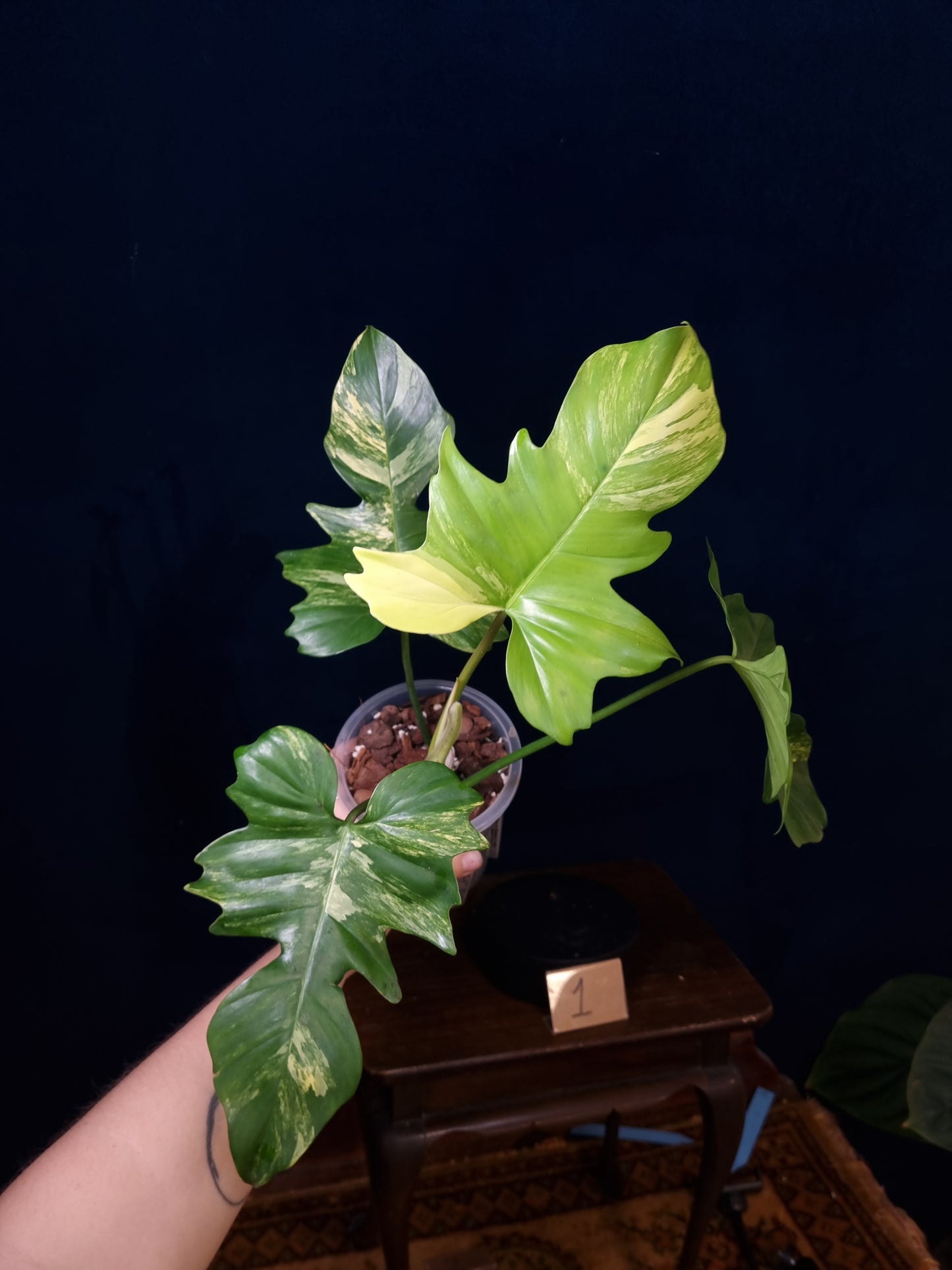 Philodendron Florida Beauty x Mayoi