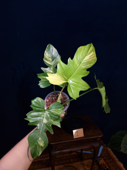 Philodendron Florida Beauty x Mayoi