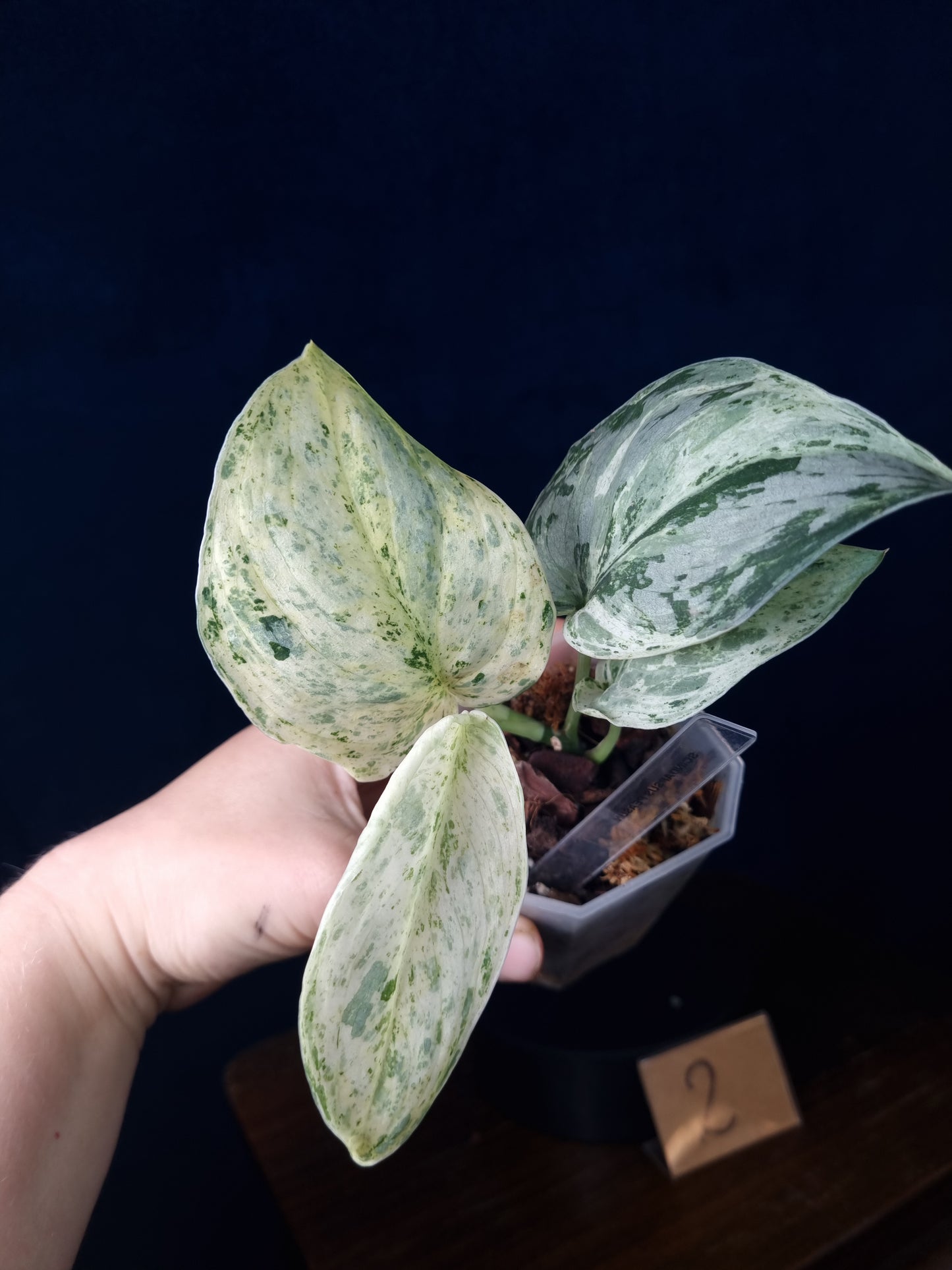 Scindapsus Peasun Medium