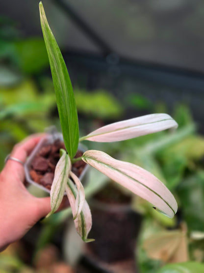 Epipremnum Amplissimum Silver Variegata