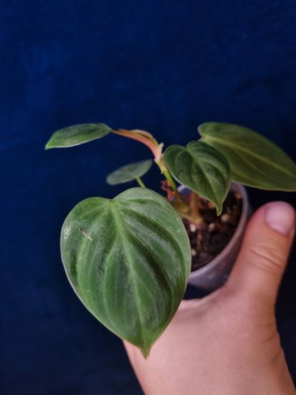 Philodendron El Choco Red