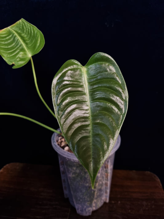 Anthurium Veitchii