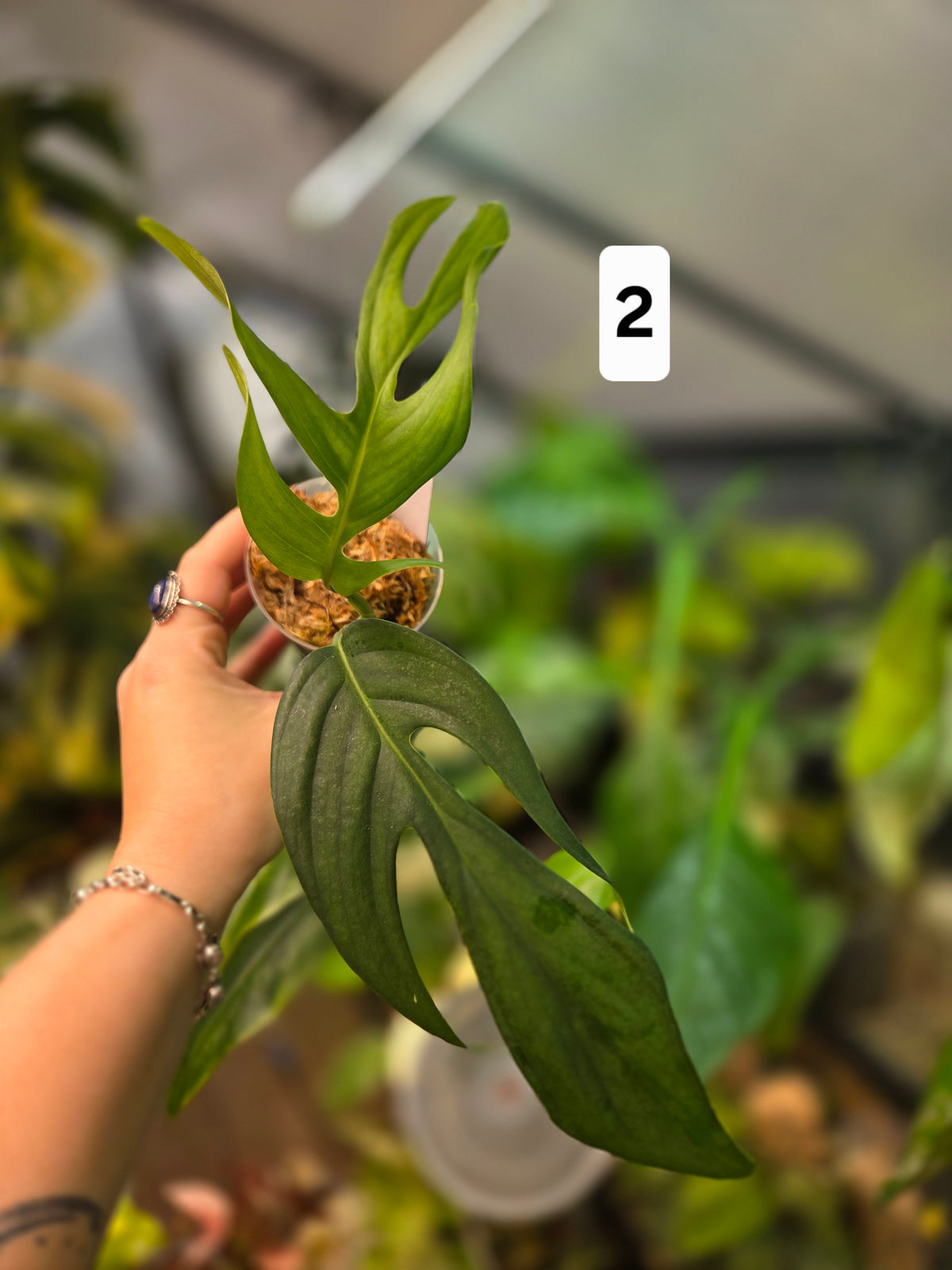 Monstera Croatii