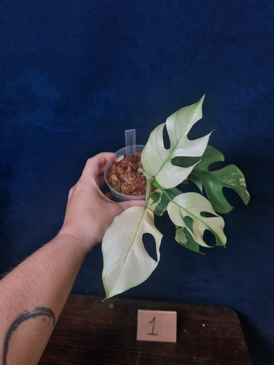 Rhaphidophora Tetrasperma Albo Variegata
