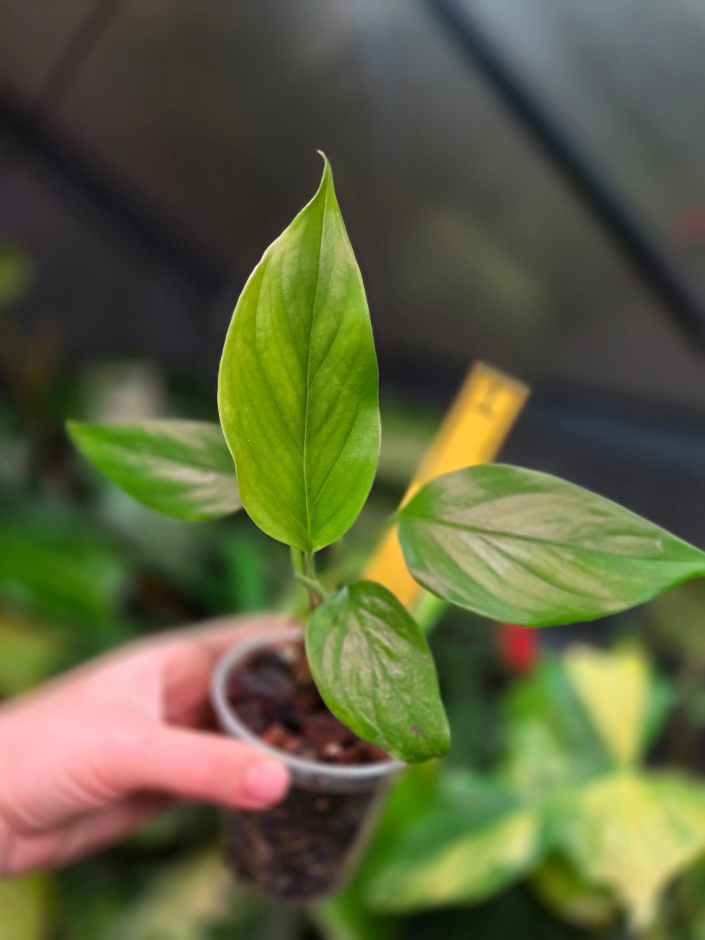 Monstera aff. Obliqua Filamentous