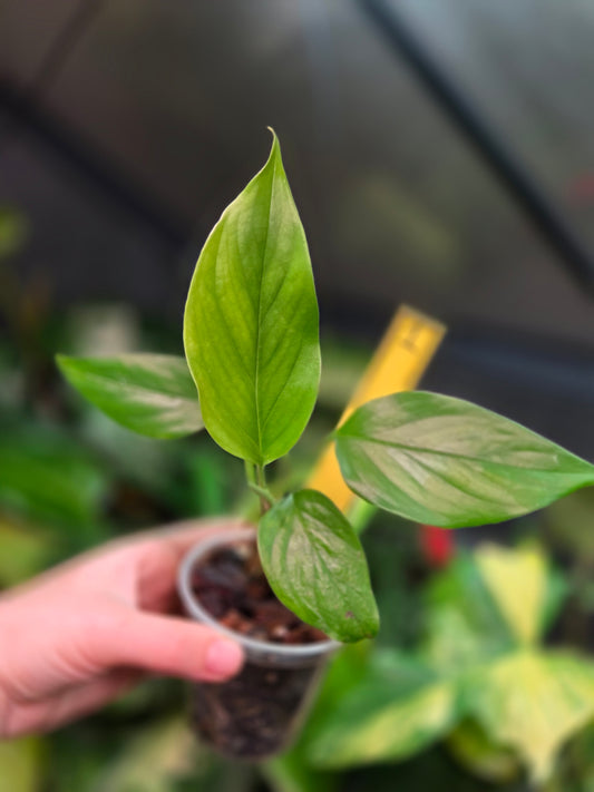 Monstera aff. Obliqua Filamentous