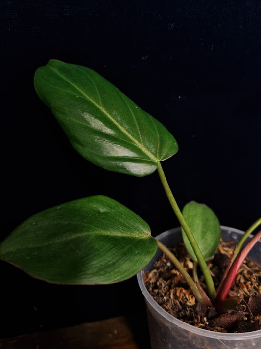 Philodendron Summer Glory