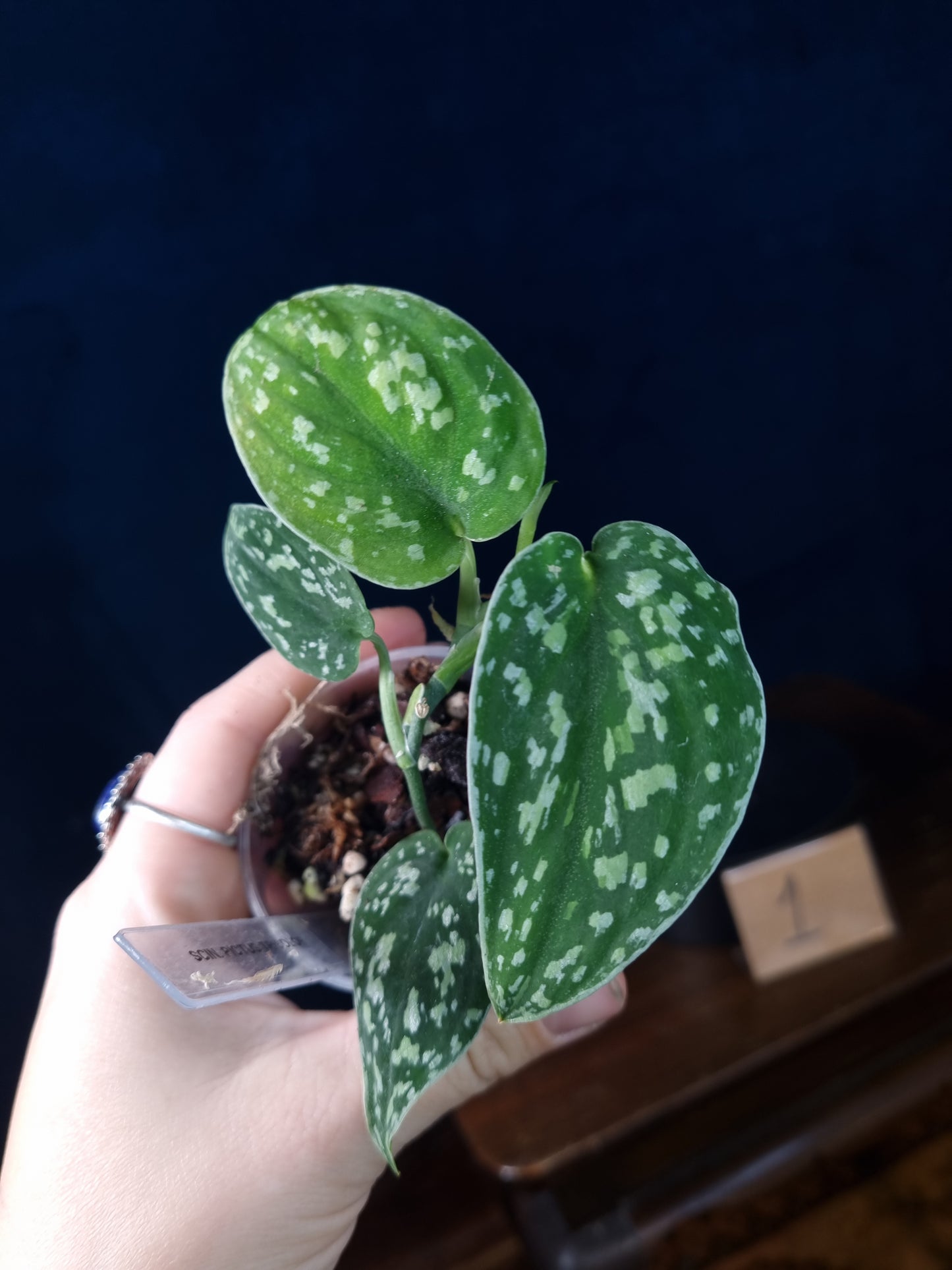 Scindapsus Pictus Tricolor