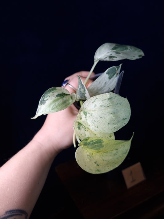 Scindapsus Peasun Medium