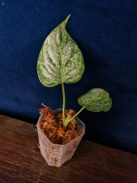 Philodendron Sodiroi Variegata