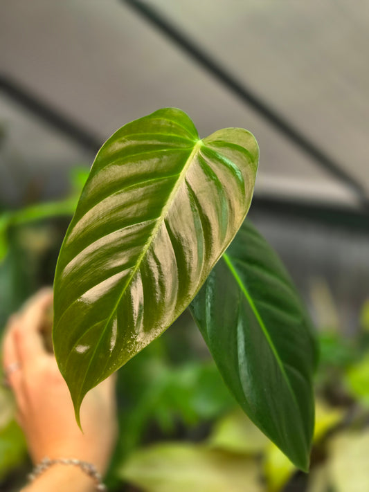 Philodendron Esmeraldense
