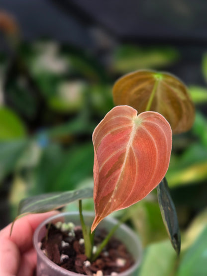 Philodendron Melanochrysum Variegata