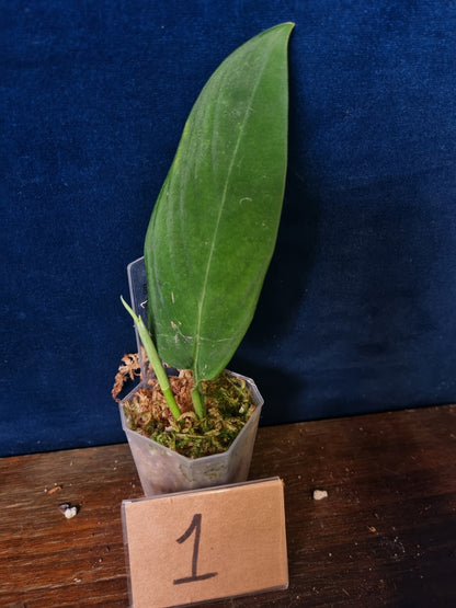 Monstera Velvet NO ID 'theplantaccount'