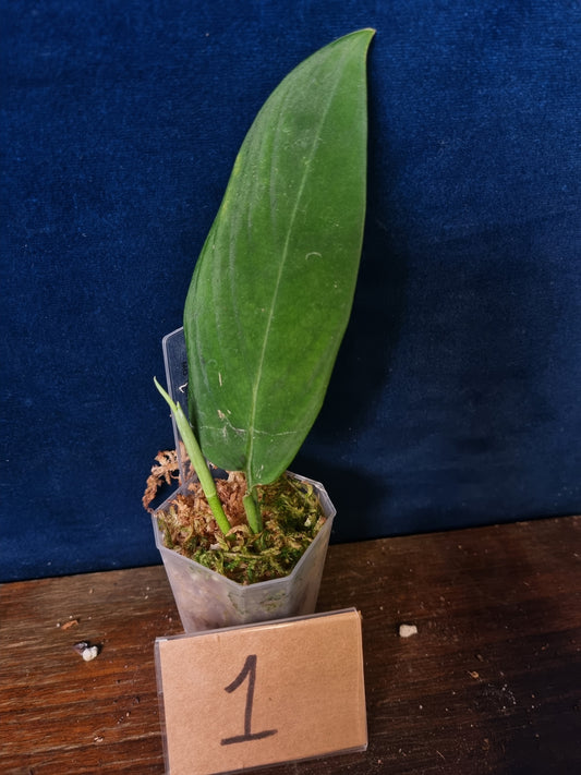 Monstera Velvet NO ID 'theplantaccount'