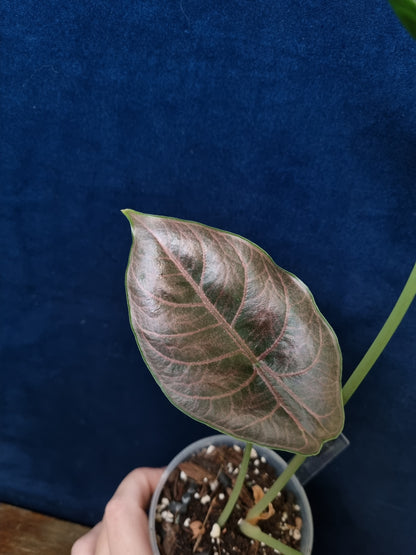 Alocasia Azlanii