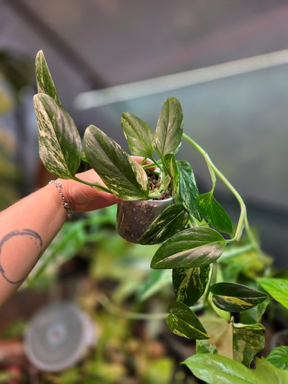 Monstera Standleyana Aurea