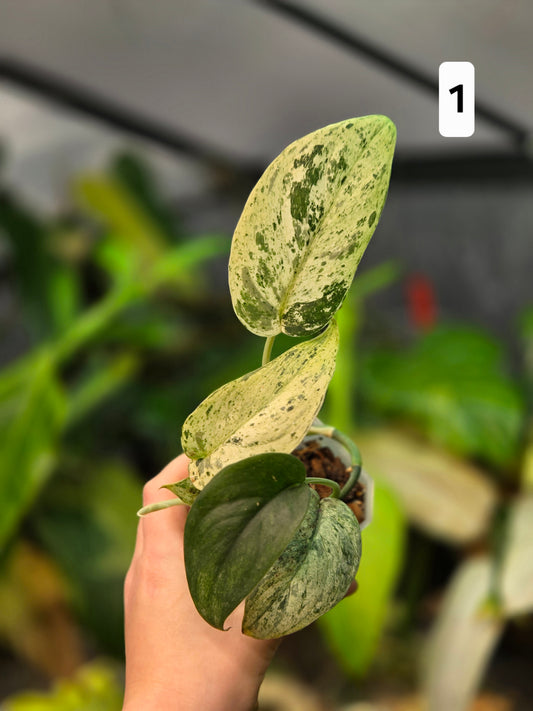 Scindapsus Jade Satin Marble Queen Medium