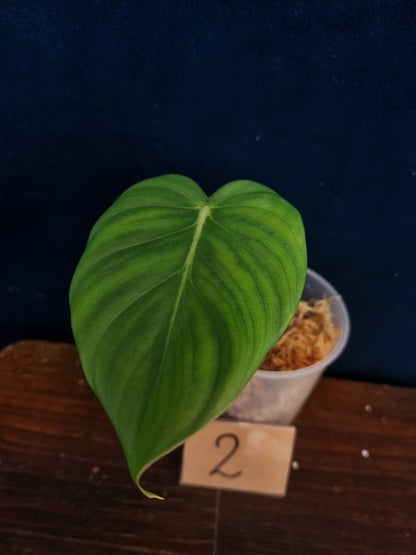 Philodendron McDowel