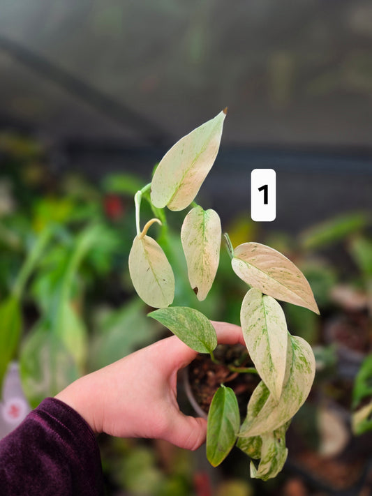 Monstera Laniata Mint