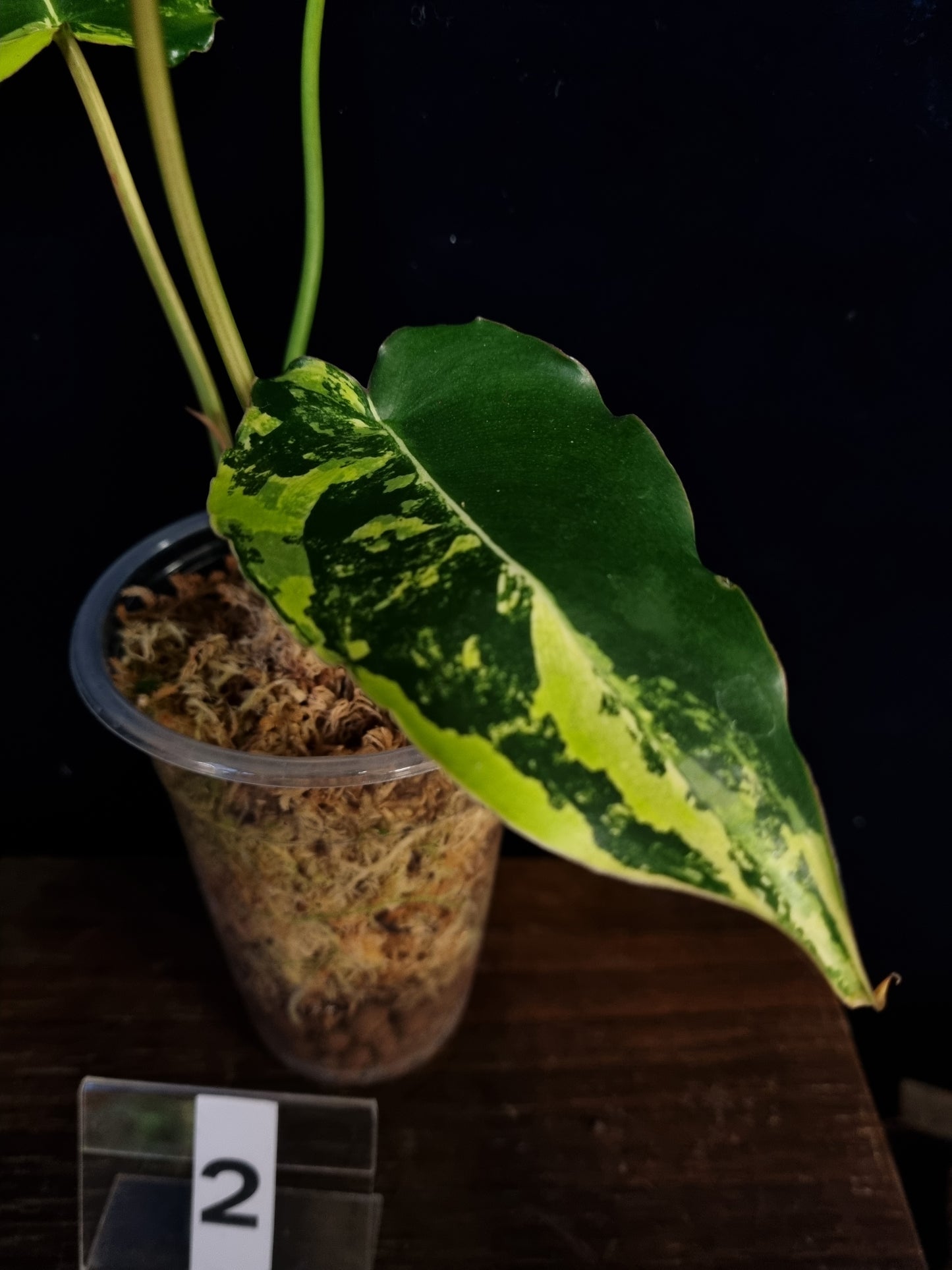 Philodendron Burle Marx Variegata