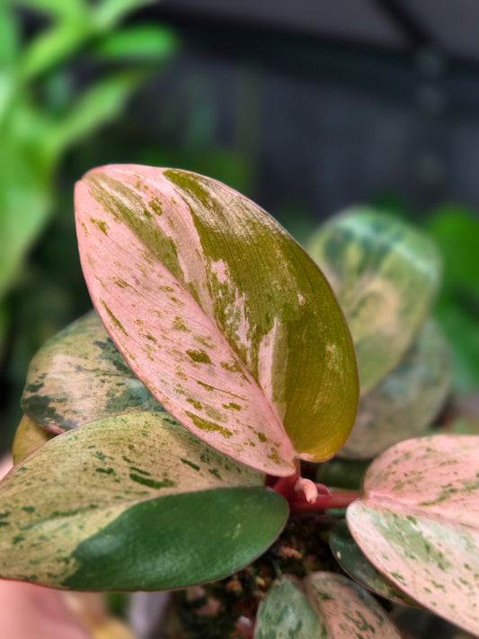Philodendron Red Congo Marble Dwarf