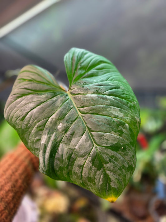 Philodendron Majestic