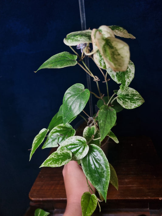 Piper Macropiper Variegata Big