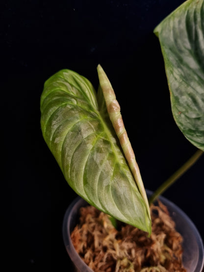 Philodendron Majestic